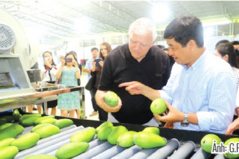 Giải pháp phát triển bền vững ngành hàng xoài ở đồng bằng sông Cửu Long