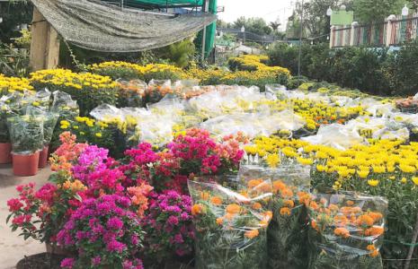 Thị trường cây kiểng cuối năm: Nhiều chọn lựa cho khách hàng