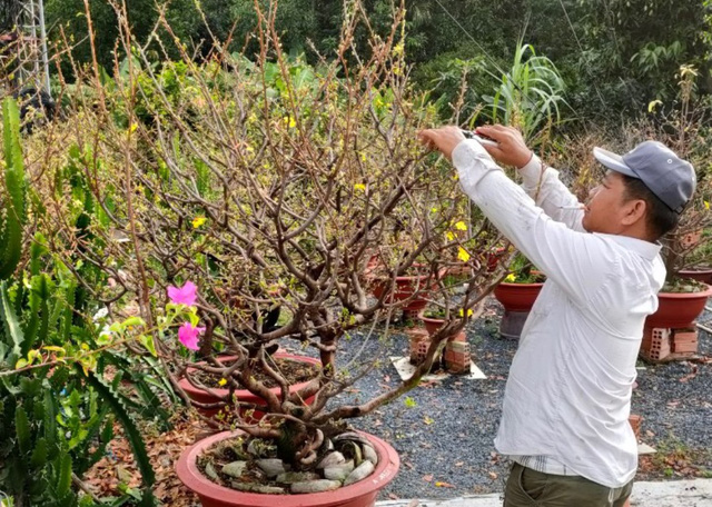 Thị trường cây kiểng cuối năm: nhiều chọn lựa cho khách hàng - Ảnh 2.