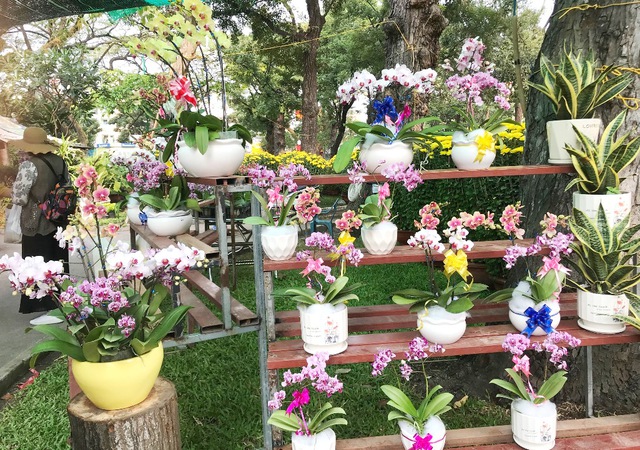 Thị trường cây kiểng cuối năm: nhiều chọn lựa cho khách hàng - Ảnh 3.