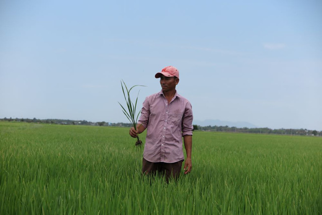 Phân Bón Cà Mau dành hơn 17 tỷ đồng cho chương trình "Mùa vàng thắng lớn" - Ảnh 2.