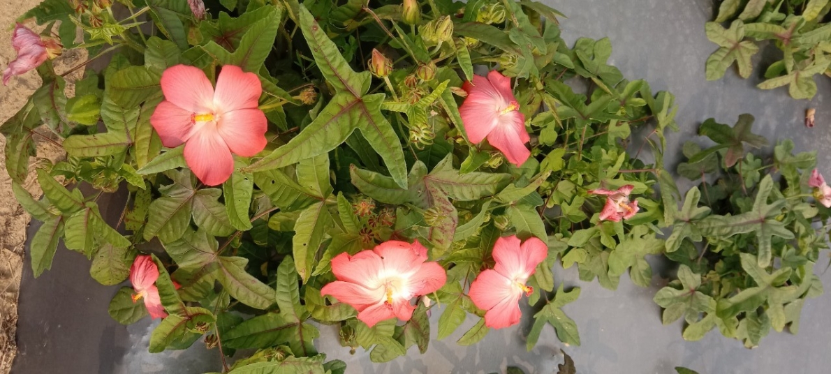 Bông cây sâm Tiến Vua