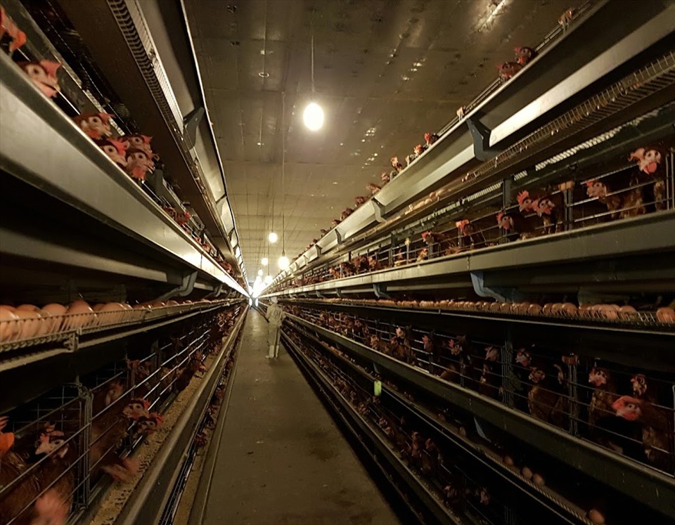 Giá thức ăn chăn nuôi tăng cao, người nuôi đang "lỗ chồng lỗ"