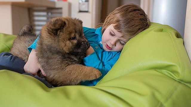 Số lượng lớn trẻ em bị viêm gan cấp tính ở Anh quốc gia đình có nuôi chó trong nhà. Ảnh: SKĐS