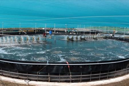 Năm 2022, Bến Tre phát triển 500 ha nuôi tôm công nghệ cao