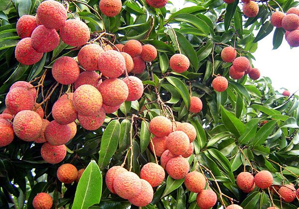 Tổ chức Hội nghị Xúc tiến thương mại vải thiều tỉnh Hải Dương năm 2022 - Ảnh 1.