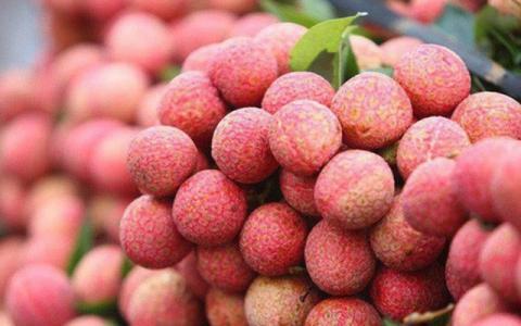 Tạo điều kiện cho thương nhân Trung Quốc vào thu mua vải thiều