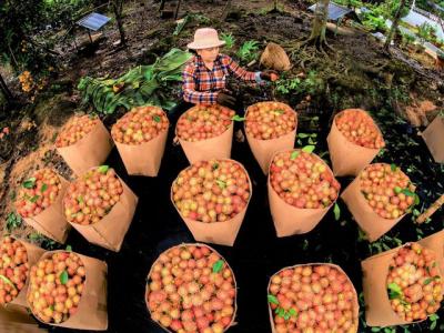 Muốn tiêu thụ nông sản bền vững cần tổ chức lại sản xuất