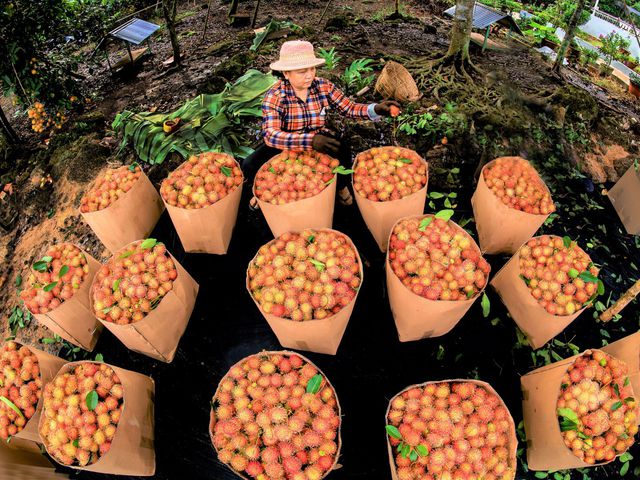 Muốn tiêu thụ nông sản bền vững cần tổ chức lại sản xuất - Ảnh 1.