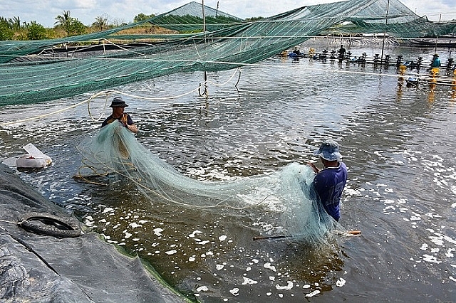 Tỉnh Cà Mau: Nỗ lực phục hồi Kinh tế mạnh mẽ sau đại dịch