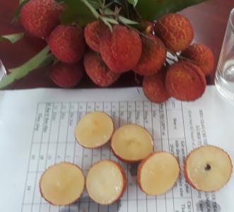 Sản xuất thành công vải thiều không hạt, quả to, mã đẹp, cùi dầy, có vị giòn ngọt đặc trưng