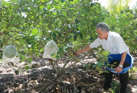 Bến Tre: Phát triển nông nghiệp hữu cơ theo hướng bền vững