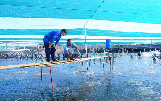 Bến Tre: Điểm nhấn trong phát triển kinh tế thủy sản - Ảnh 2.