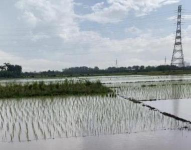 Hà Nội: Hai người đi cấy bị sét đánh tử vong và cách phòng chống sét ngoài trời