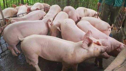 Giá lợn hơi tăng cao, Phó Thủ tướng yêu cầu thực hiện các biện pháp bình ổn