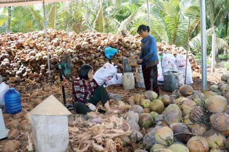 Bến Tre: Hỗ trợ doanh nghiệp, người dân tìm đầu ra cho sản phẩm dừa