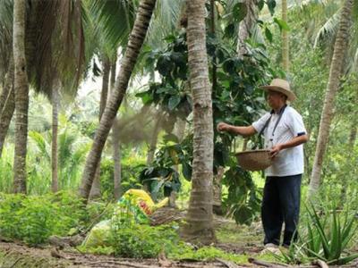 Xứ dừa Bến Tre định hướng 'giải bài toán' khó