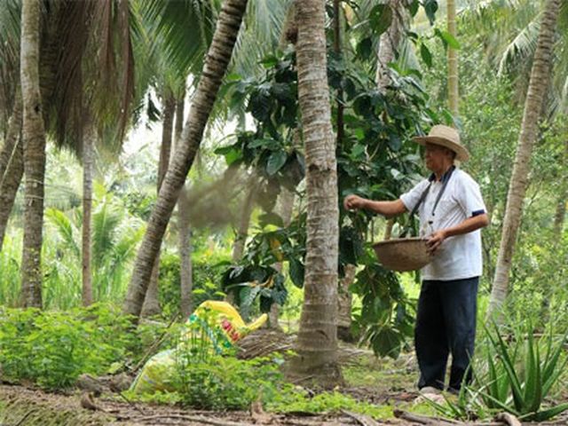 Xứ dừa Bến Tre định hướng