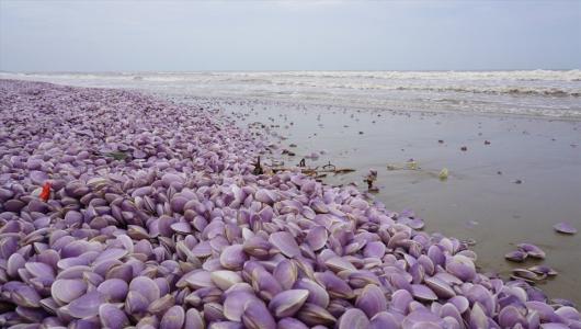 Hàng tấn ngao giấy chết dạt vào bờ biển Thanh Hoá