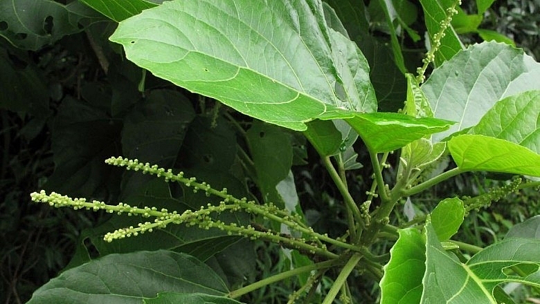 Lộc mại có tác dụng chữa bệnh nhưng phải dùng theo chỉ định của bác sĩ.