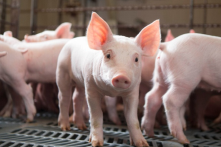 Giá lợn hơi hôm nay miền Nam