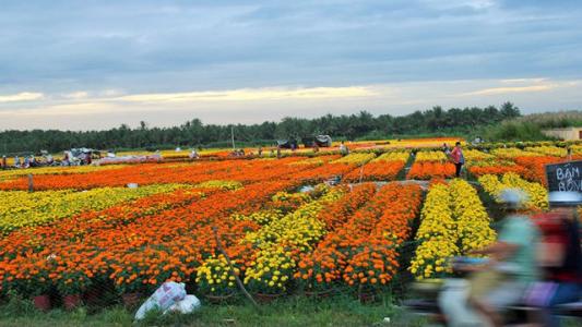 Bến Tre: Tập trung phát triển vùng cây giống, hoa cảnh Chợ Lách mang tầm quốc gia