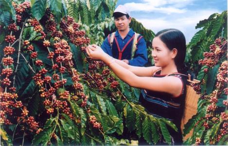 Ngành cà phê Việt Nam có thể thiết lập mốc kim ngạch kỷ lục mới