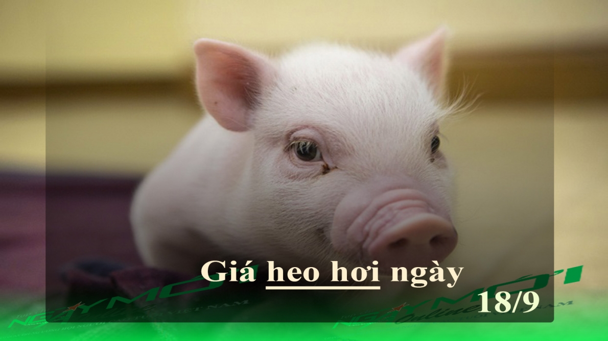 Giá heo hơi hôm nay 18/9: