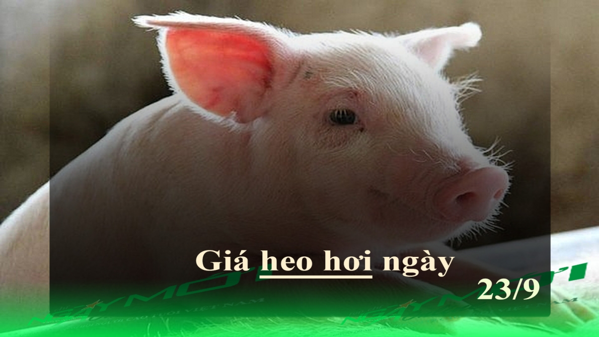 Giá heo hơi hôm nay 23/9: