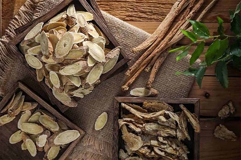 Vị thuốc đảng sâm tốt cho người bệnh phổi mạn tính.
