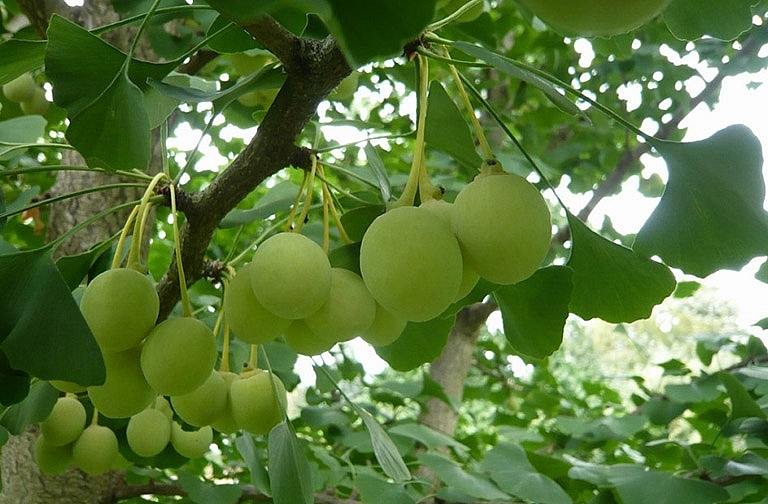 Bạch quả trong điều trị rối loạn tuần hoàn