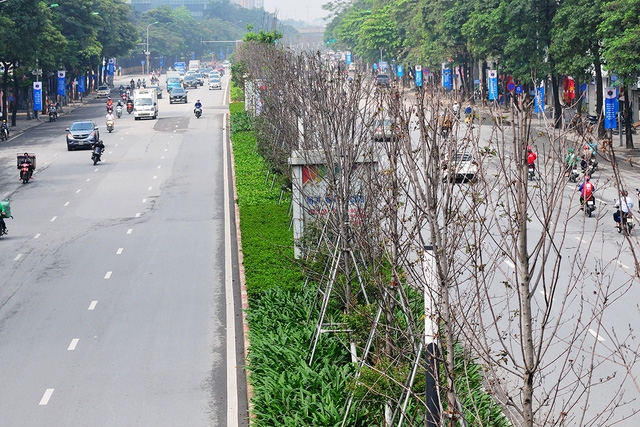 hàng cây phong tại đường Nguyễn Chí Thanh - Trần Duy Hưng - Ảnh: Báo điện tử ĐCS VN