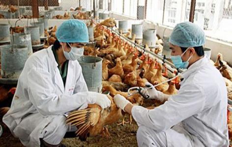 Tăng cường giám sát, xử lý triệt để ổ dịch cúm gia cầm