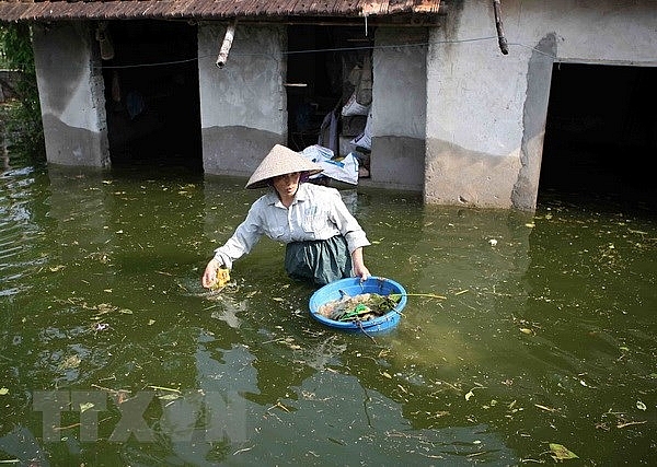 Thuốc nam đơn giản chữa bệnh trong mùa bão lũ