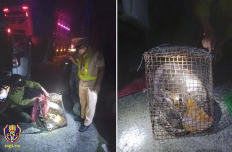 Bắt giữ xe ô tô khách vận chuyển động vật hoang dã