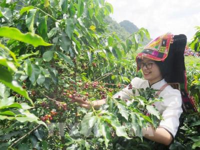 Việt Nam đón nhận mùa vụ cà phê mới được mùa, được giá