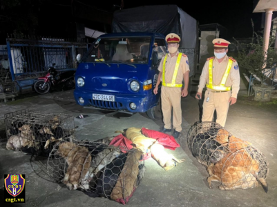 Đuổi theo gần 2km để tạm giữ xe ô tô tải chở chó bị trộm