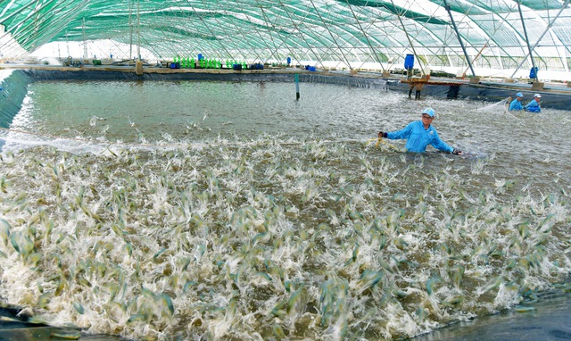 Cảnh báo tìn trạng bán thuốc thú , thủy sản kém chất lượng trên mạng - Ảnh 1.
