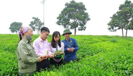 Nguồn lực giảm nghèo trụ cột trên 'cao nguyên' Mộc Châu