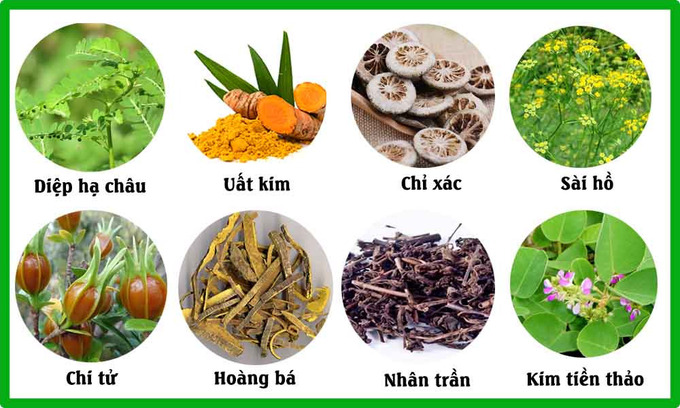 8 cây thuốc nam chữa sỏi mật hiệu quả
