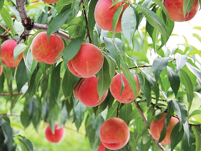 Quả đào tốt cho bệnh nhân tiểu đường, đường huyết cao