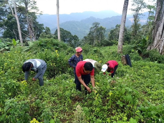 Những giải pháp để bảo tồn và phát triển sản xuất bền vững nguồn dược liệu Việt Nam