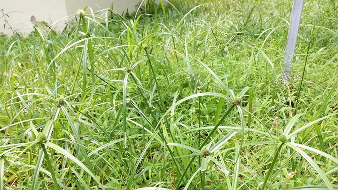 Phát huy nội lực phát triển sản xuất dược liệu vì sức khỏe cộngđdồng