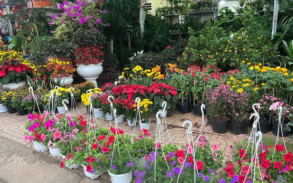 Rực rỡ sắc màu thị trường hoa, cây cảnh