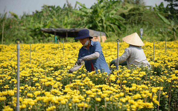 Hoa Tết rực rỡ ở nhà vườn ngoại ô TPHCM