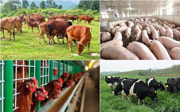 Giá nông sản thế giới giảm giúp giải tỏa sức ép ngành chăn nuôi