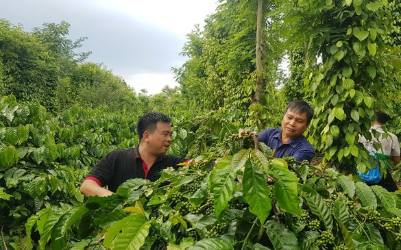 Tăng trưởng xanh: Tiền đề để phát triển bền vững
