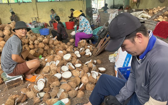 Bến Tre: Giá dừa khô tăng mạnh trở lại sau hơn hai năm 'tụt dốc'
