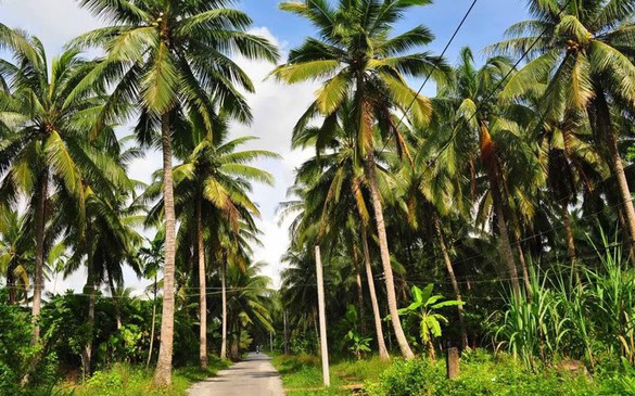 Bến Tre: Diện tích trồng dừa tăng lên hơn 78.000 ha