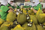 Xuất khẩu tiếp đà tăng trưởng, xuất siêu hơn 12 tỷ USD